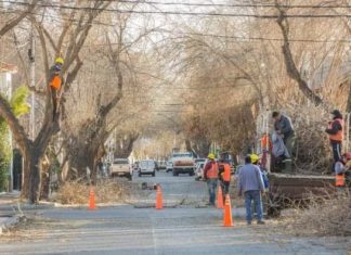 San Martín extenderá la poda de árboles hasta fin de septiembre