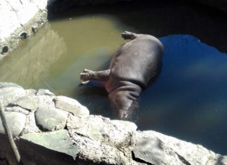 Denuncia: Vadillo va contra la directora del Ecoparque por maltrato animal