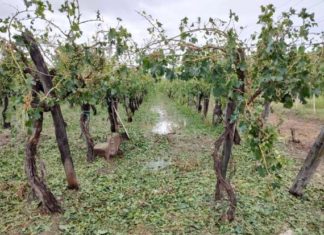 Rivadavia:"La poca uva que ha quedado esta totalmente dañada"