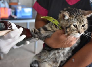 Santa Rosa: notable avance del operativo de castraciones