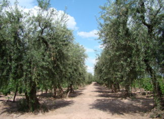 Olivicultura: Mendoza perdió 15.000 hectáreas cultivadas en una década