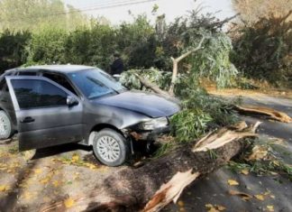 Consecuencias del Zonda: árboles y postes caídos en varias zonas de Mendoza