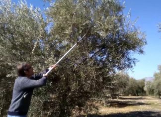 Rivadavia: capacitación sobre poda y rejuvenecimiento de olivos