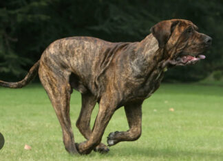 Niño fue atacado por perro Fila Brasilero en pleno centro de San Martín