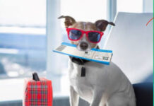 Autorizan traslado de animales domésticos en transporte de larga distancia