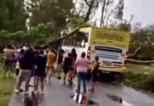 San Martín: un árbol cayó sobre un micro con pasajeros