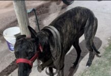 Medrano: desarticulan una carrera clandestina de galgos y aprehenden al organizador